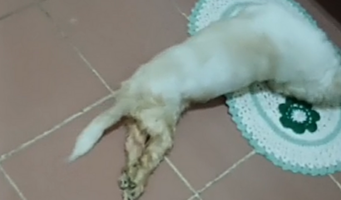 Cachorro paraplégico 