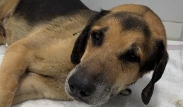 Cirurgia do Thor 🐶