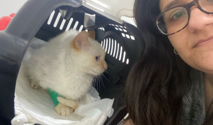 Ajude o tratamento do Kiwi