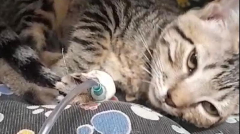 imagem da vaquinha Vakinha para ajudar no tratamento do Tom