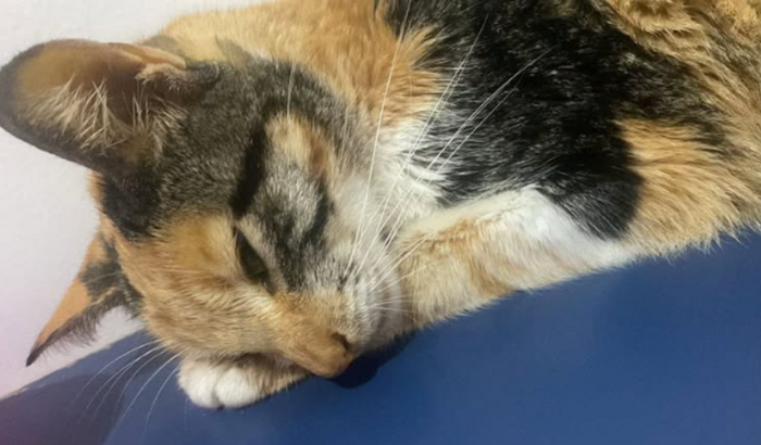 Vamos ajudar Hermione!