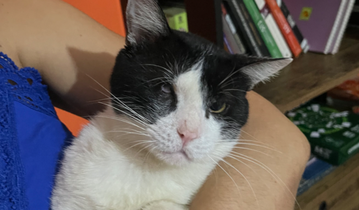 Cirurgia Ocular do Lucky!