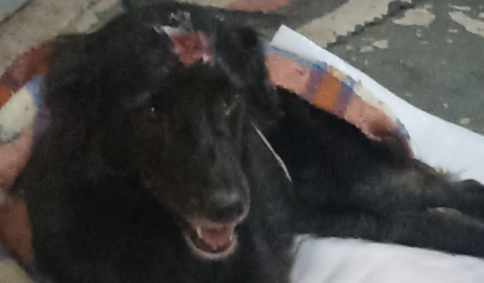 URGENTE: Lily precisa de ajuda para sobreviver!