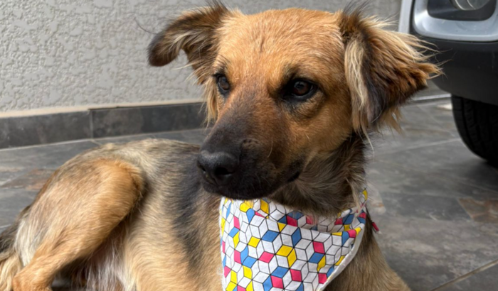 Ajuda no tratamento da Molly