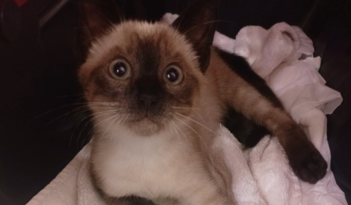 Vamos ajudar a Hondinha