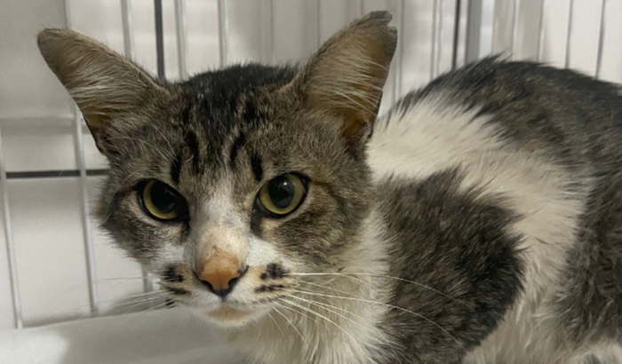 Transfusão sanguínea - Bob