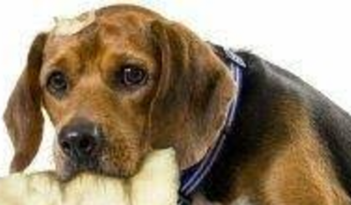 Lar de São Francisco