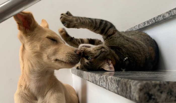 CIRURGIA/POS OPERATÓRIO RANIRA