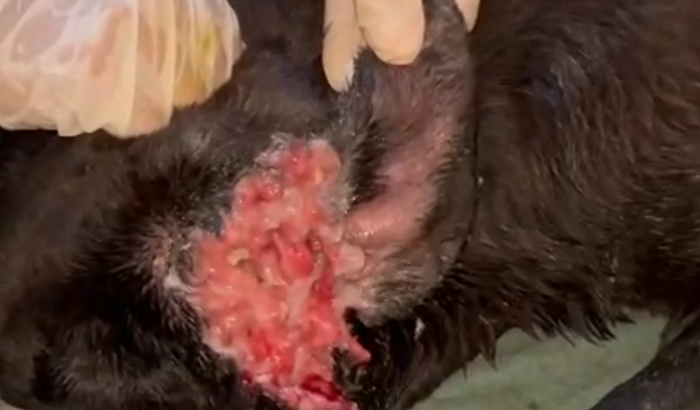 Ajudar um cachorro de rua com medicações