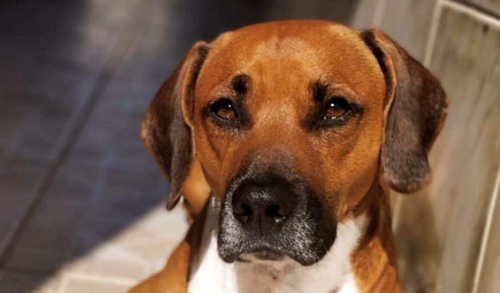 Vaquinha para pagar minha cirurgia 🐶