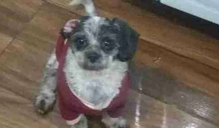 Ajuda para salvar o Dudu