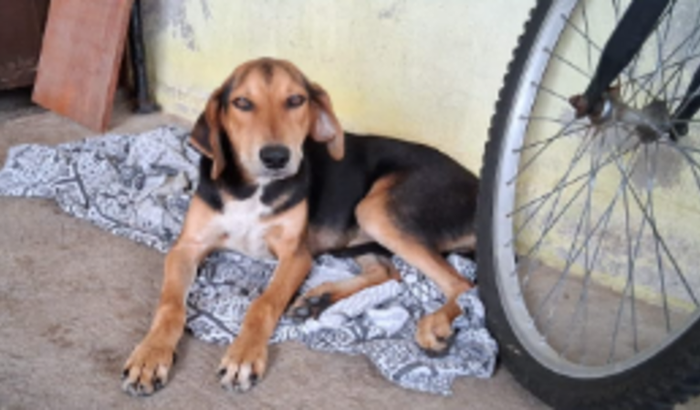 Ajuda para pagar a cirurgia do cãozinho Pipo