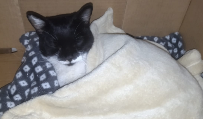 Tratamento de uma doença na gengiva.