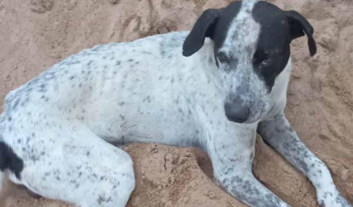 Ajude o Rex, cãozinho que mora na rua