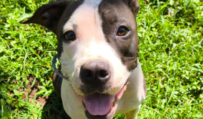 Transporte para casa da Pandora