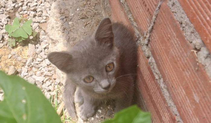 Vaquinha para ajudar gatos de rua 