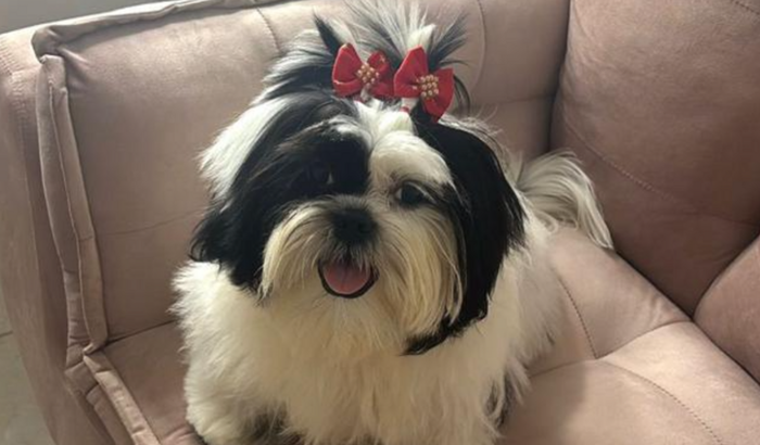 VAQUINHA SOLIDÁRIA PARA PAGAR MINHA TRANSFUSÃO DE SANGUE 