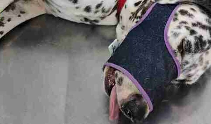 Cirurgia do Charles dálmata 