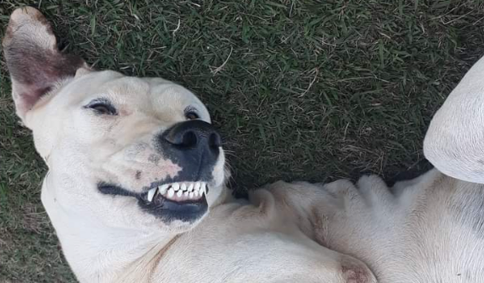 Ajude o Spike voltar a andar