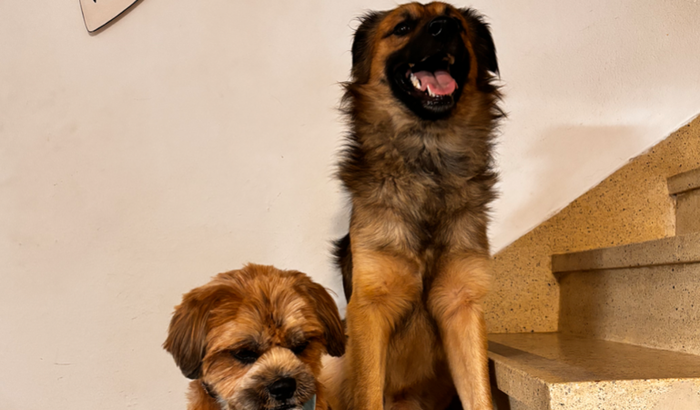 Ajuda para Rogerinho e Fiapo