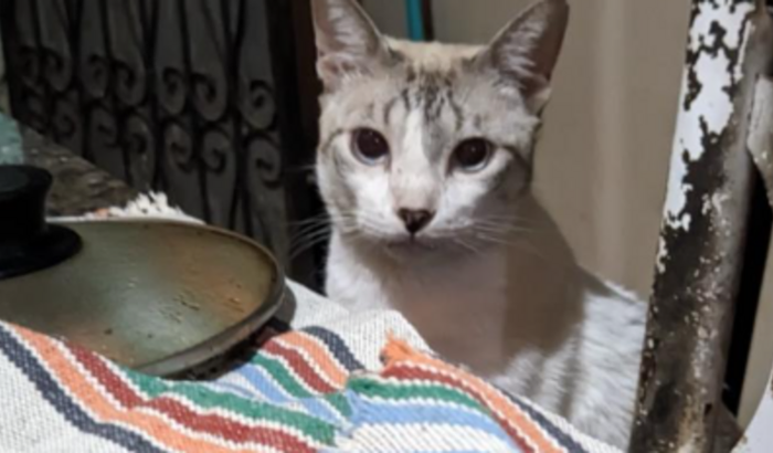 URGENTE salve a vida do gato luke