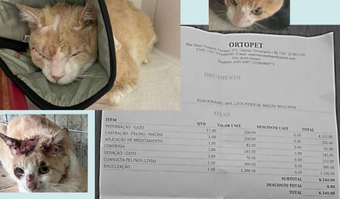 Ajude Solange a Quitar Despesas da Clínica Veterinária – Resgate de cães e gatos