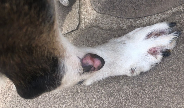 Ajude a cachorrinha Preta