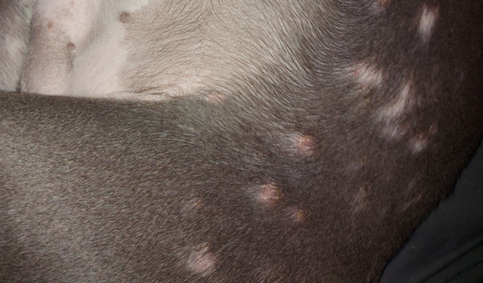 Ajude o Zeus, American Bully