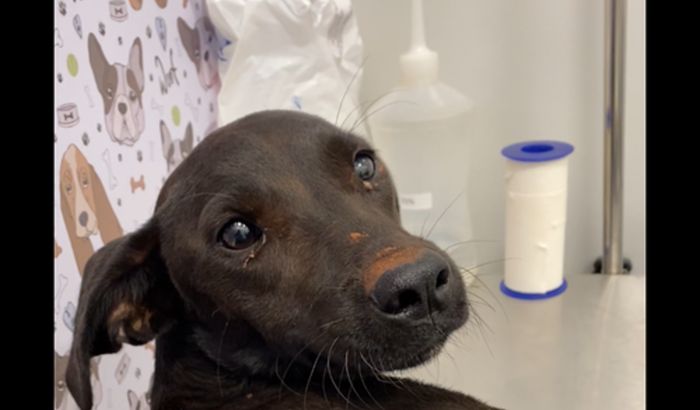 Ajuda para Pérola Victoria 