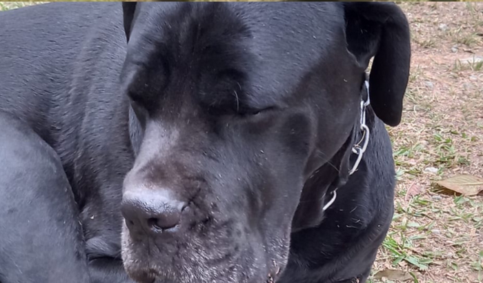 Cirurgia Ortopédica do Thor