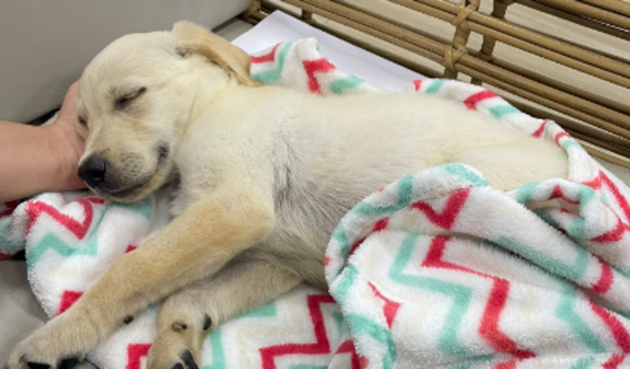 Ajude o fred com a patinha quebrada