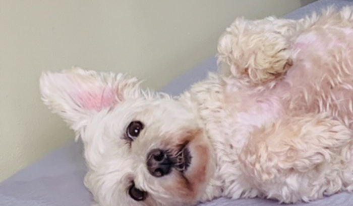 Salvar vida da ursula😢😢