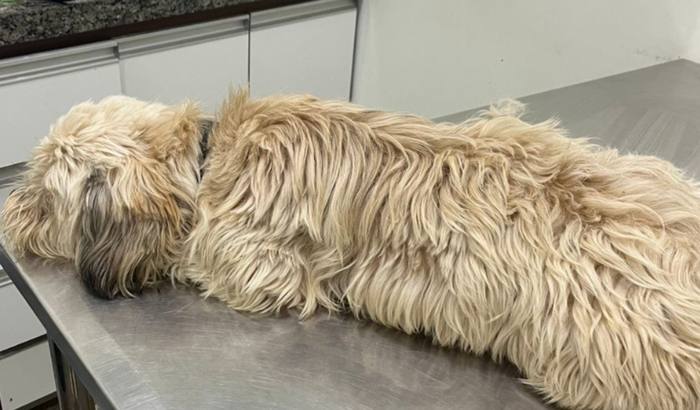 Vaquinha solidaria do chico 