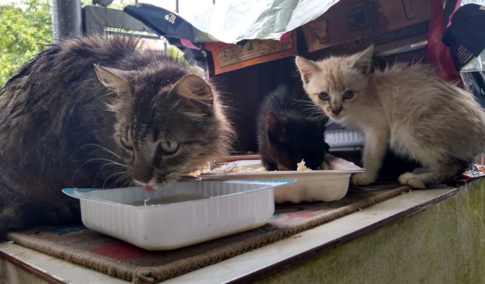 Mamãe gata e seus filhotes