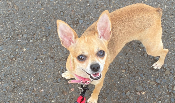 Ajuda na cirurgia da Davina 🐶