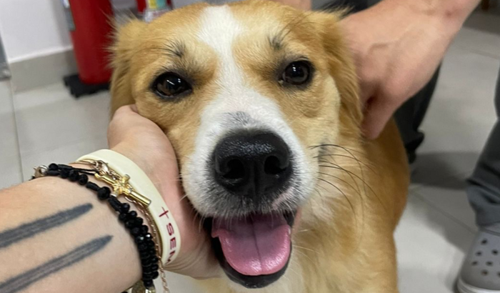 Ajuda com o caramelo Chico