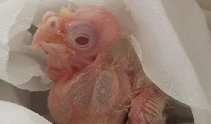 Ajude o filhote de calopsita 