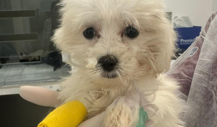 Despesas do cachorrinho vítima de canil clandestino