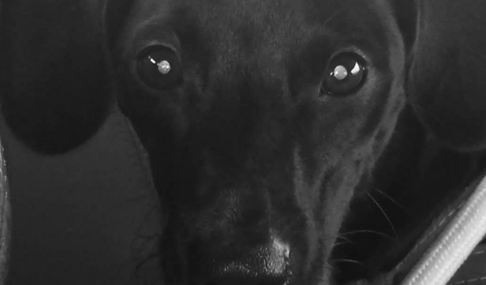 Ajude a tratar a Lara