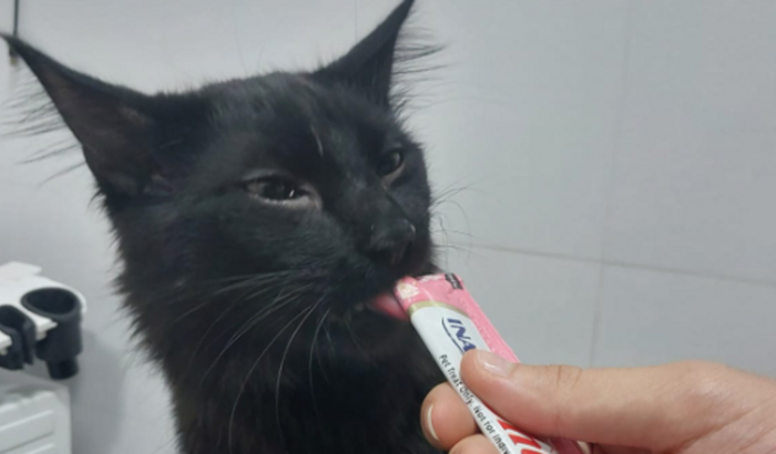 Ajude o Sirius a vencer o câncer! 🐾💙