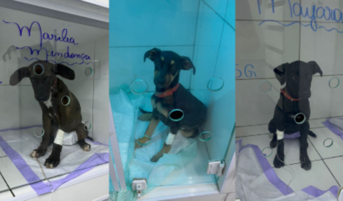 Elas precisam de ajuda!