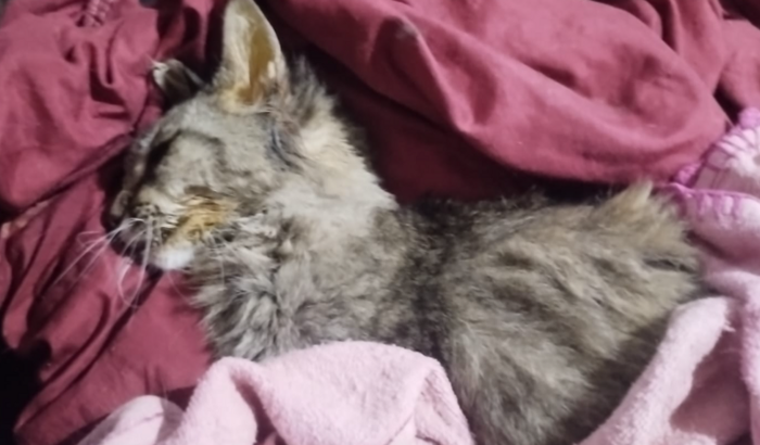 Internação da Frida