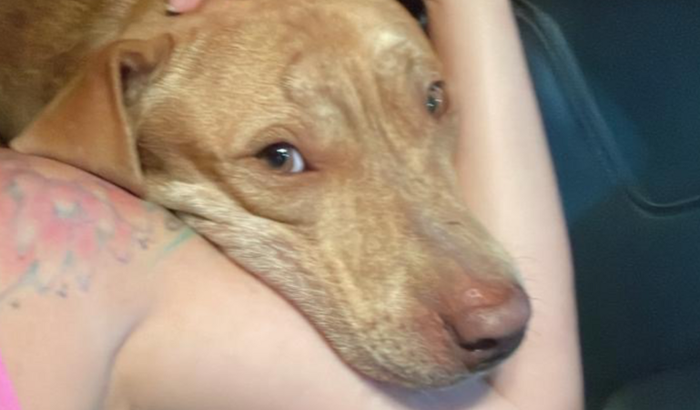 AJUDE NA CIRURGIA DO IRON!