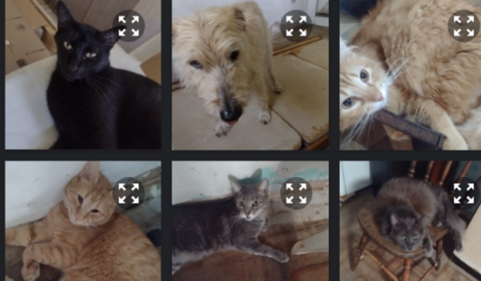 Ajuda doação ração 🐾