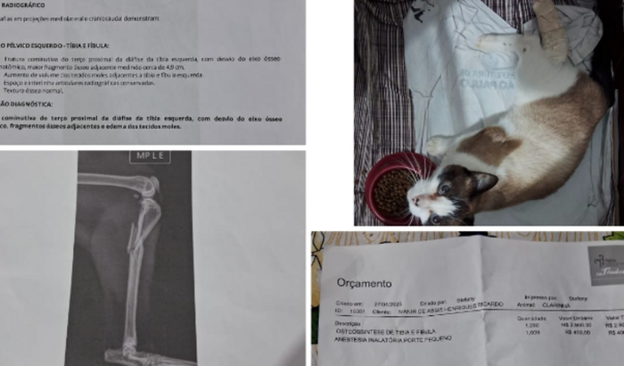 VAQUINHA PARA CIRURGIA DA CLARINHA