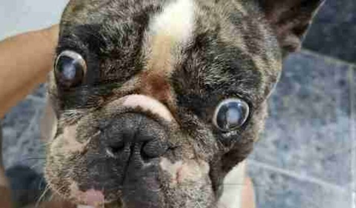 Cirurgia cachorro catarata infantil