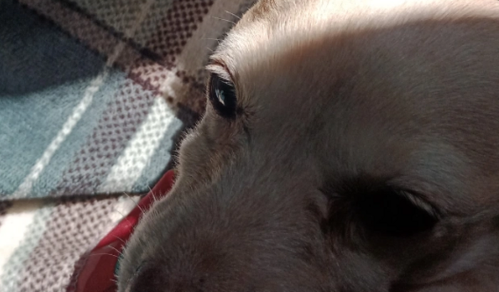 Ajude a pagar a cirurgia da belinha ❤️🩹