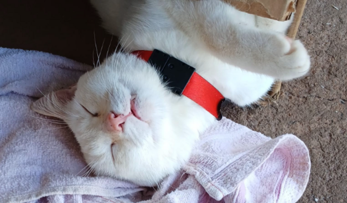 Ajude o Bob!! 😺😢