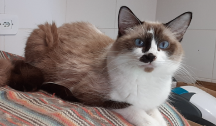 Gatinha Princesa Fifi