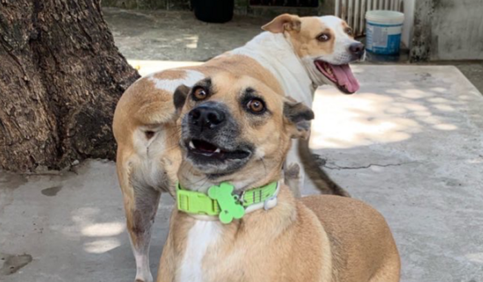 Ajude a garantir o abrigo de dezenas de animais